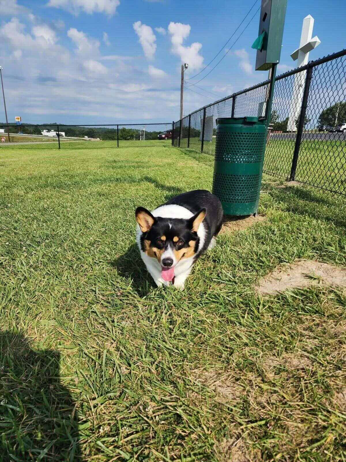 Corgi running through the dog park at the Uranus Richmond, Indiana location